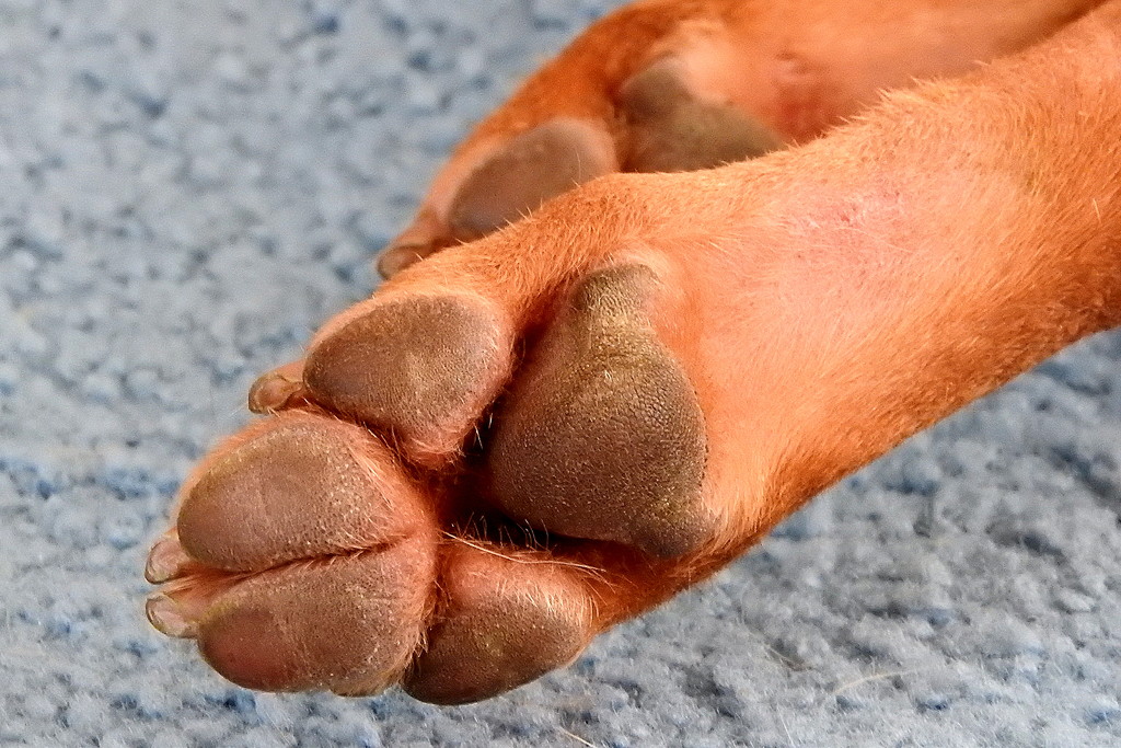 Big Dawg Paws by homeschoolmom