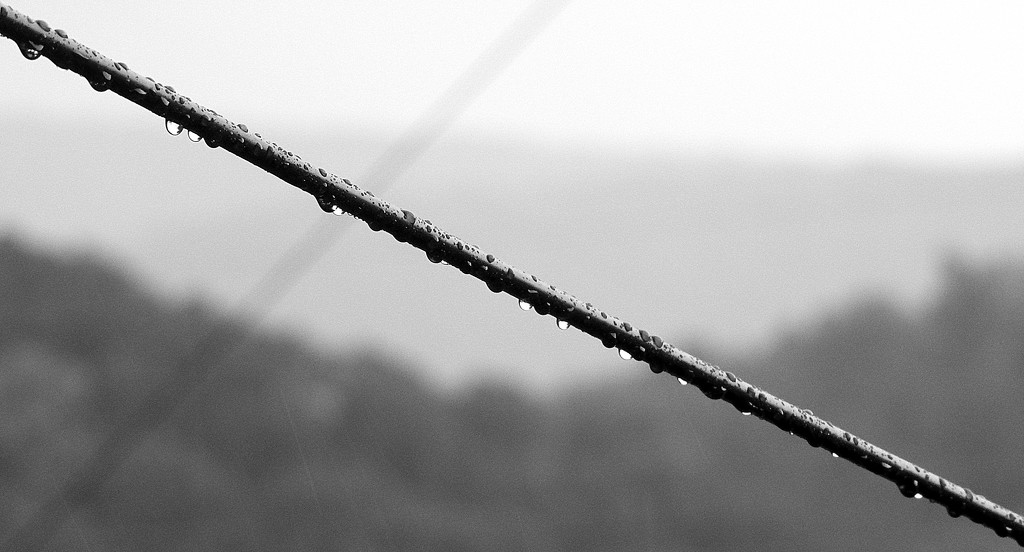 Rain on a wire by homeschoolmom