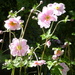 Japanese Anemones.... by snowy