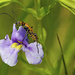 Bug on a purple flower by rminer
