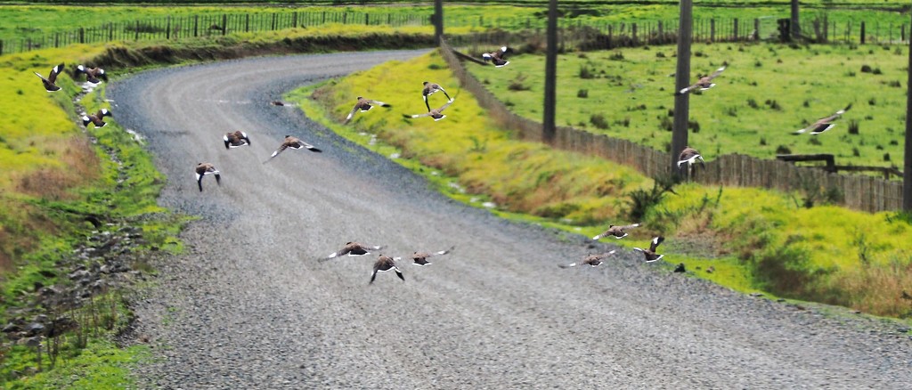 A flock of minors we disturbed yesterday when out for a drive by Dawn