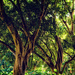 NF-2 Fig trees in Hyde Park by annied