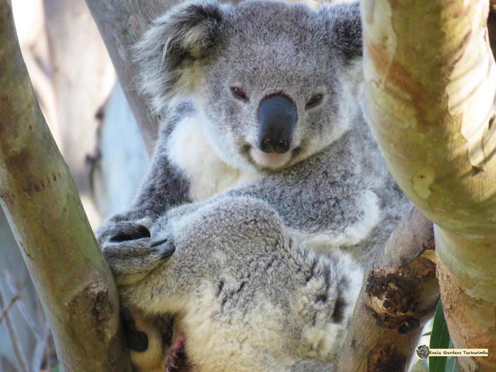 reaching out by koalagardens