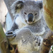 reaching out by koalagardens