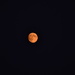 Orange Moon by stephomy