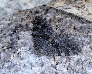 6th Aug 2017 - Moths of Norway 4.Grey mountain carpet