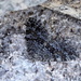Moths of Norway 4.Grey mountain carpet by steveandkerry