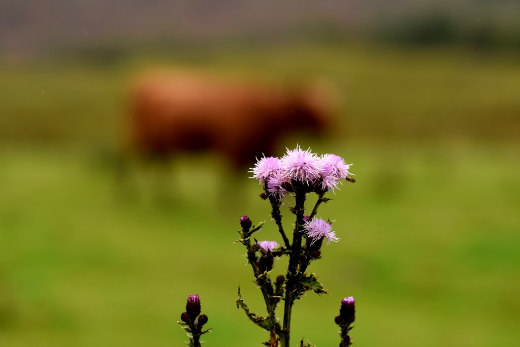thistle and cow by christophercox