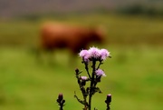 4th Aug 2017 - thistle and cow