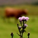 thistle and cow by christophercox