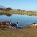 Dogs at the Dam by salza