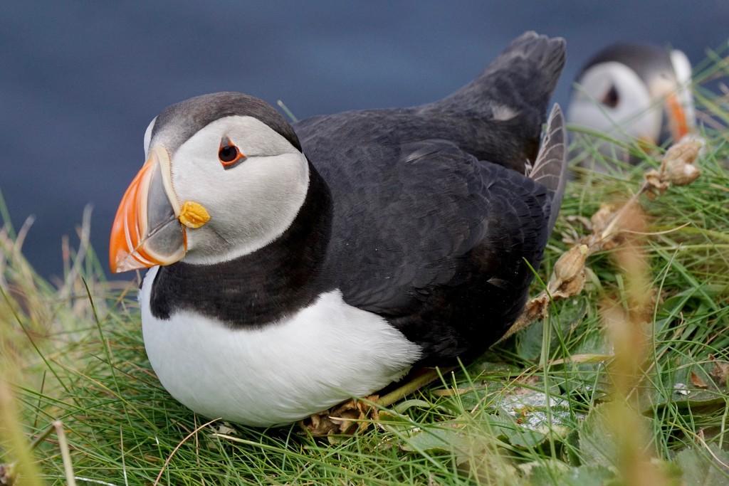 RESTING PUFFIN by markp