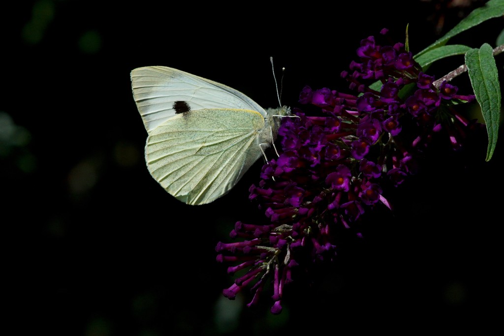 LARGE WHITE by markp