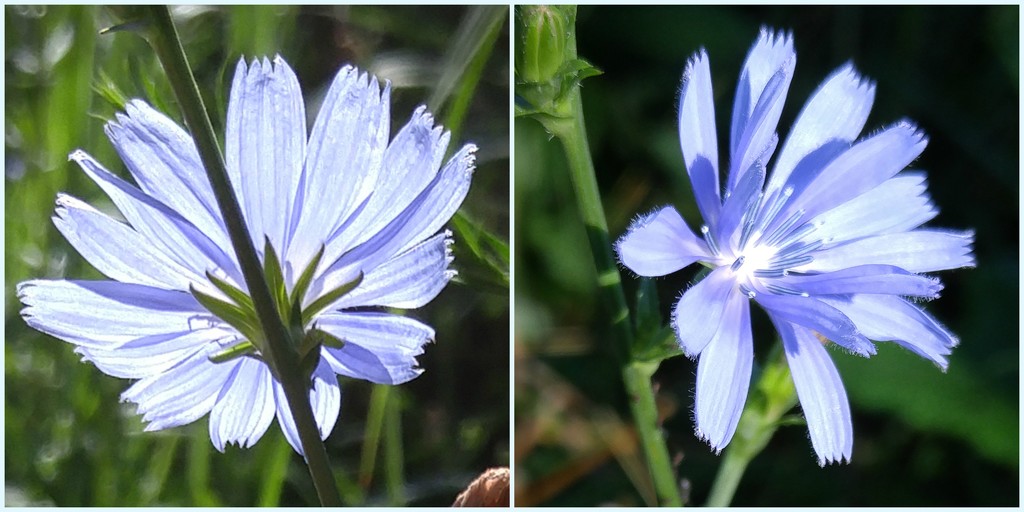 Chicory, back and front views by houser934