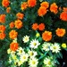 Yellow & Orange In The Garden by yogiw