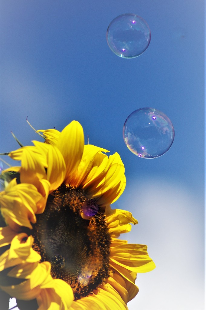 Floating Bubbles Photobombed By Tall Sunflower by 30pics4jackiesdiamond