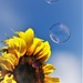 Floating Bubbles Photobombed By Tall Sunflower by 30pics4jackiesdiamond