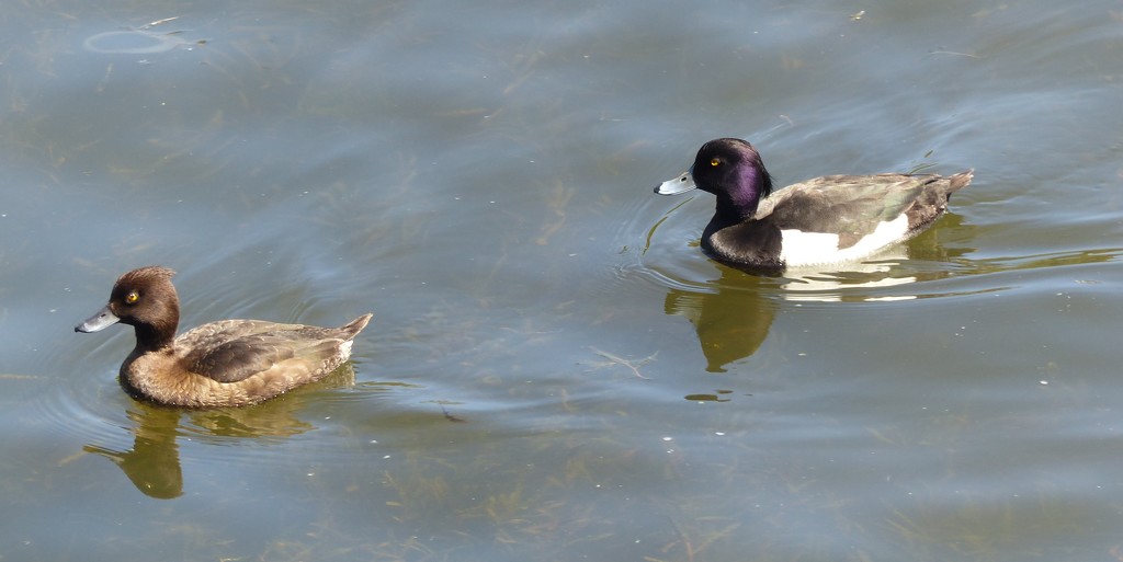  A Pair of Tufted Ducks  by susiemc