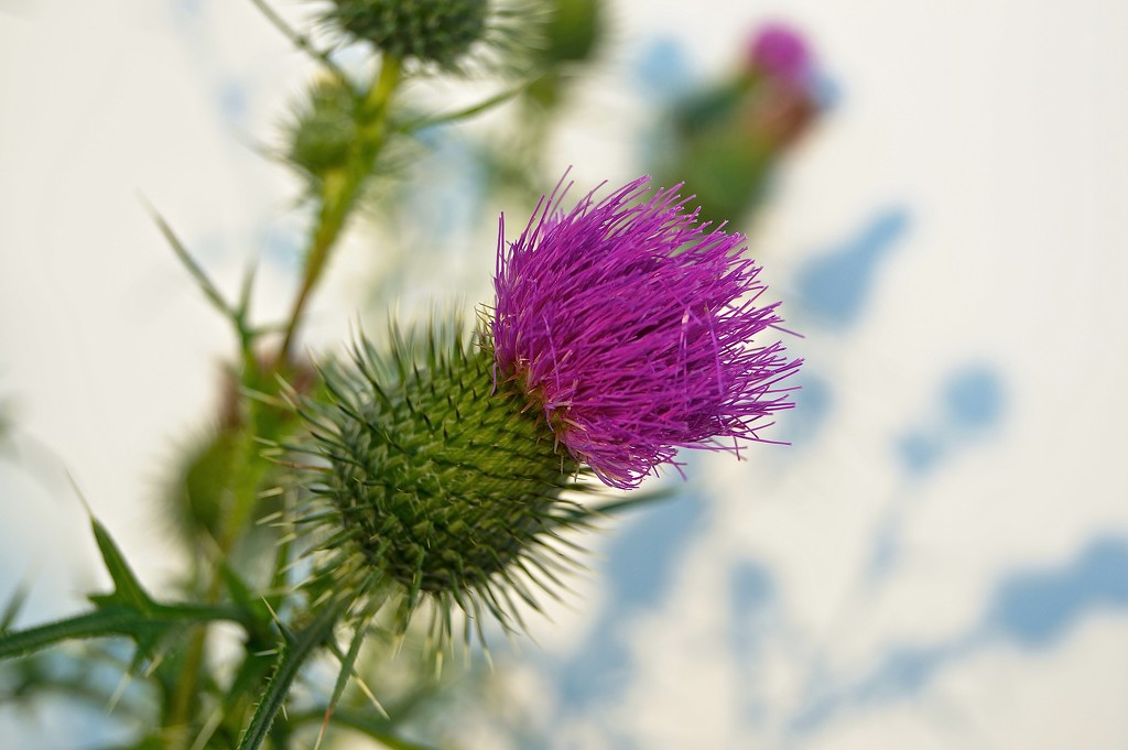Thistles and Shadows by meotzi