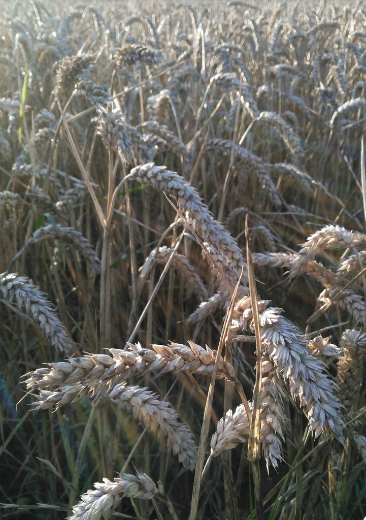 Wheat harvest soon? by jmdspeedy