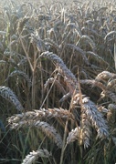 6th Aug 2017 - Wheat harvest soon?