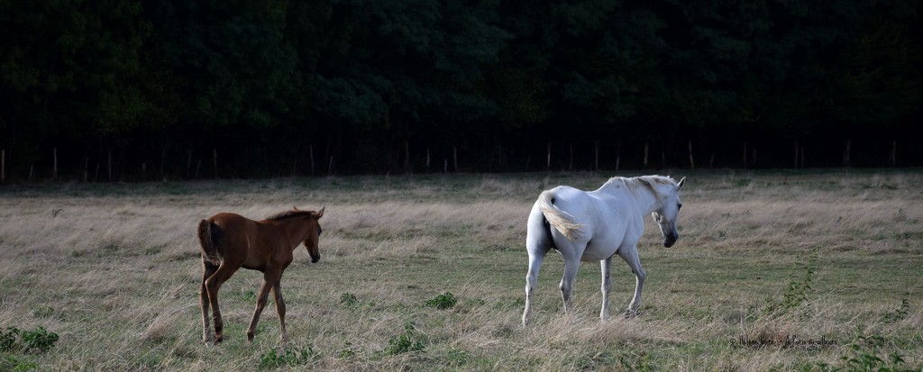 Following mummy by parisouailleurs