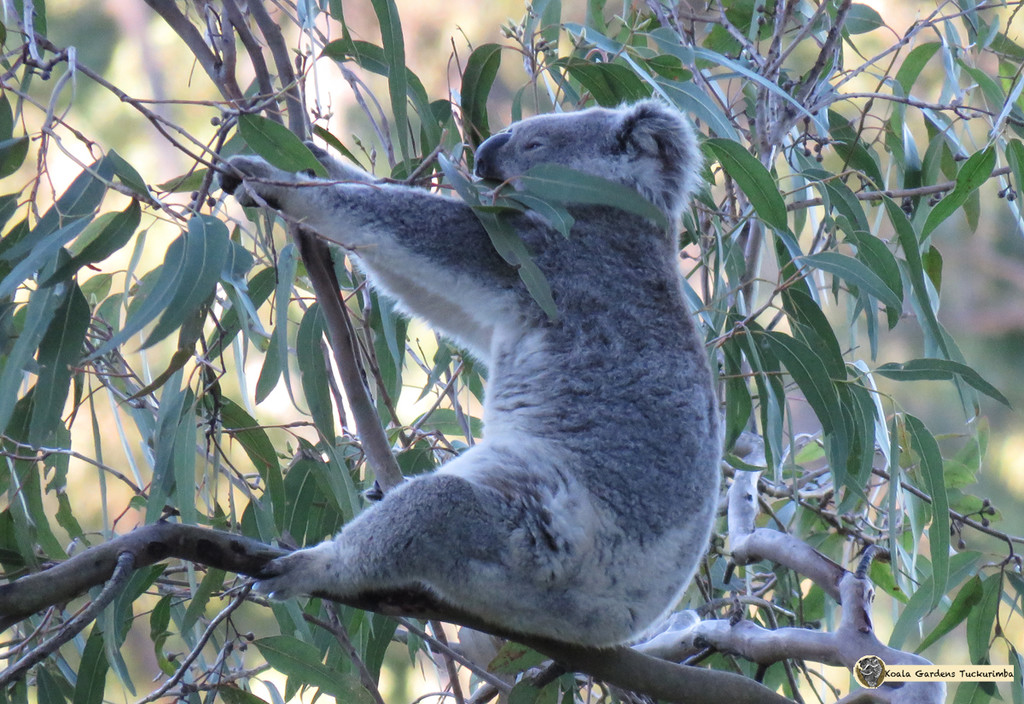 comfy? by koalagardens