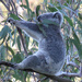 comfy? by koalagardens