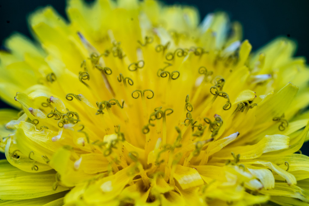 Dandelion Macro Yellow by rminer