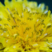 Dandelion Macro Yellow by rminer
