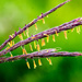 Turkey Grass Seedlings by rminer