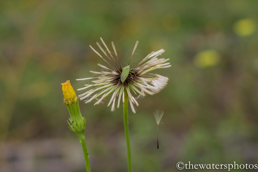 Blown out Dandelion... by thewatersphotos