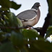Pigeon Holed by dragey74