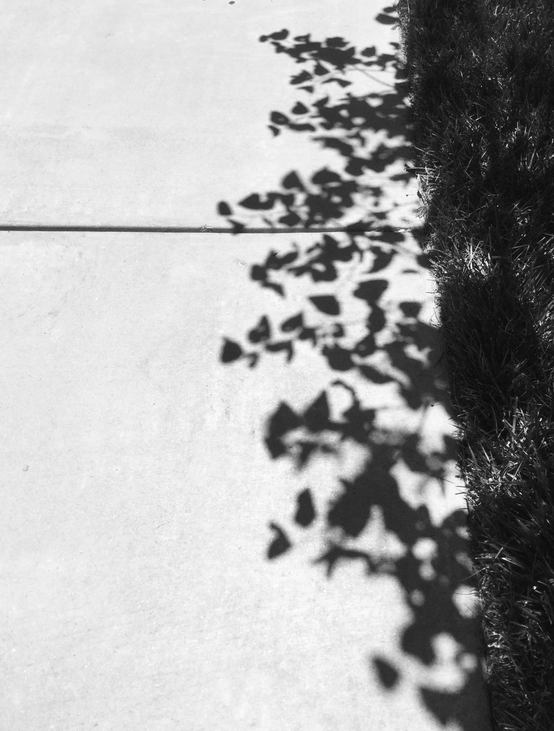 Composition with sidewalk, shadows, and grass by mcsiegle
