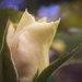 Day 340:  New Rosebud by sheilalorson