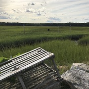6th Aug 2017 - New Hampshire salt marsh