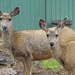 my deer neighbors by dmdfday