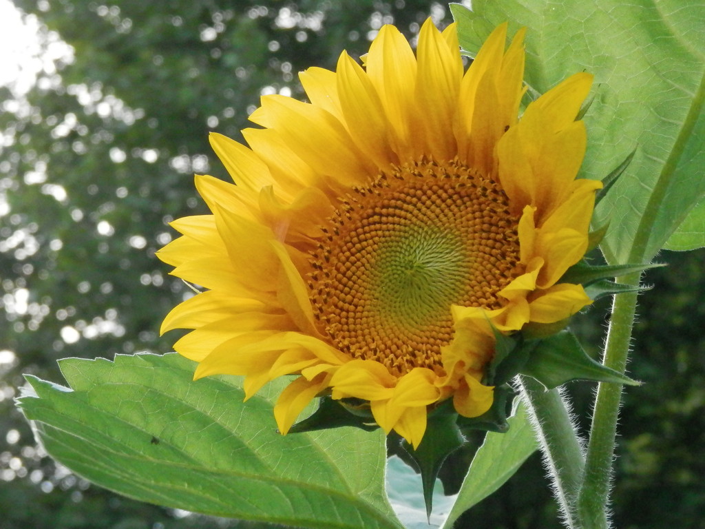 First Sunflower to Bloom by julie