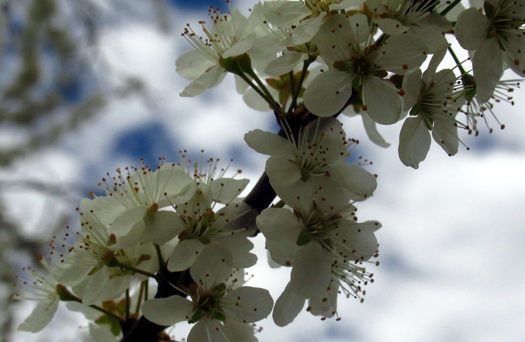 Unknown fruit tree flowers. by robz