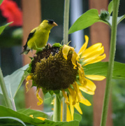 6th Aug 2017 - Finch on a Sunflower
