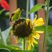 Finch on a Sunflower by marylandgirl58