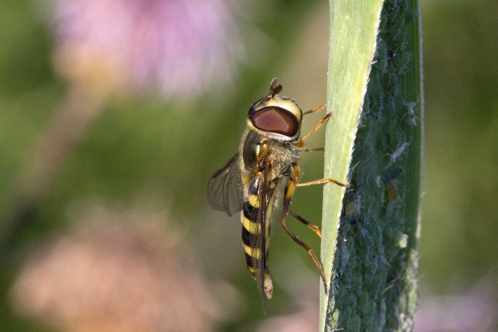 Hoverfly by gaylewood