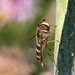 Hoverfly by gaylewood