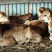 More Calves by yorkshirekiwi