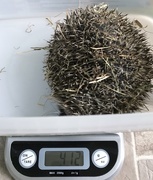2nd Aug 2017 - Weigh in......