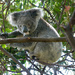 A Koala Came to Call by onewing