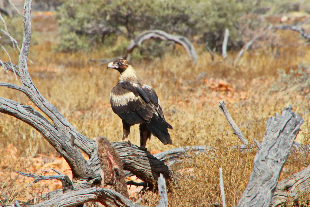 Wedge Tailed Eagles 54;  Poppo 1 by terryliv
