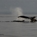 Diving Humpback Whale by kathyo