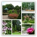 Around the gardens at Bridgemere  by beryl