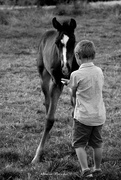 5th Aug 2017 - The friendly foal